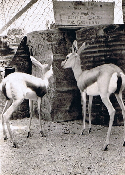 The Germans' gazelles